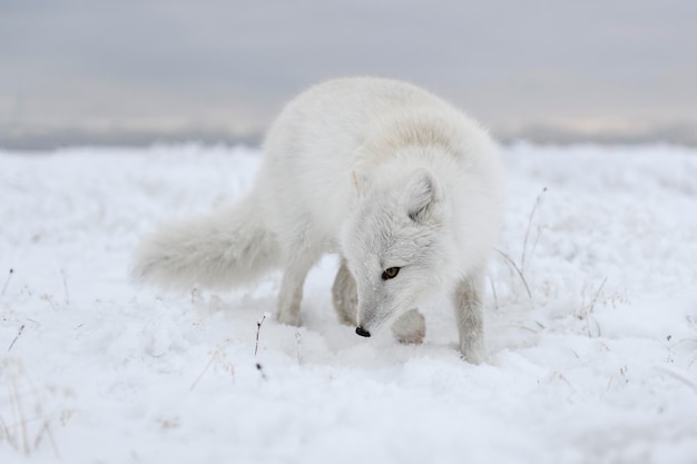 Wild arctic fox Vulpes Lagopus in tundra in winter time White arctic fox