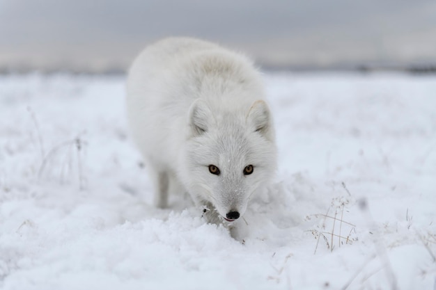 Wild arctic fox Vulpes Lagopus in tundra in winter time White arctic fox