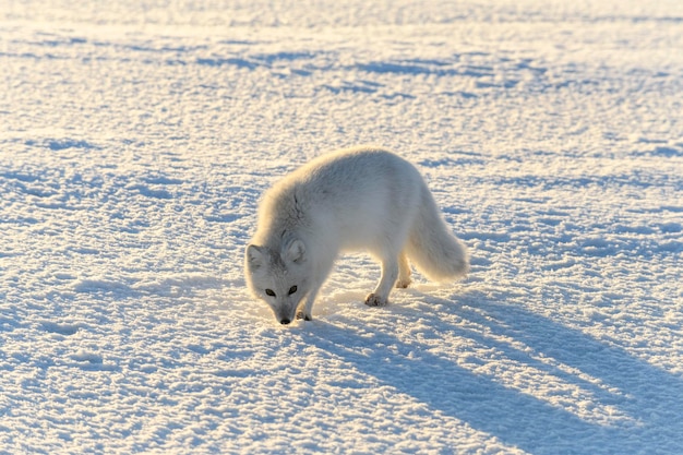 Wild arctic fox Vulpes Lagopus in tundra in winter time White arctic fox