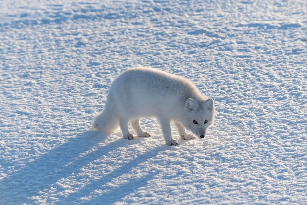 Wild arctic fox Vulpes Lagopus in tundra in winter time White arctic fox