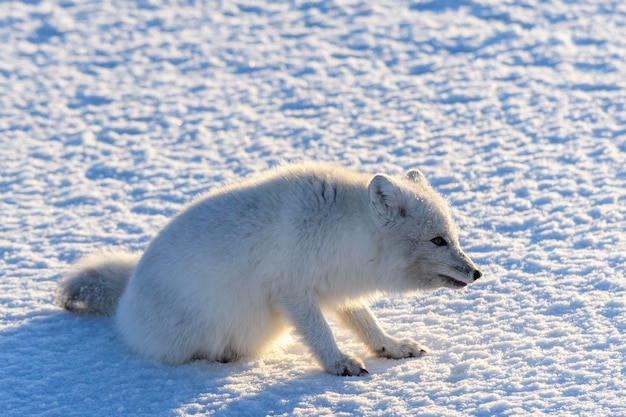 Wild arctic fox Vulpes Lagopus in tundra in winter time White arctic fox