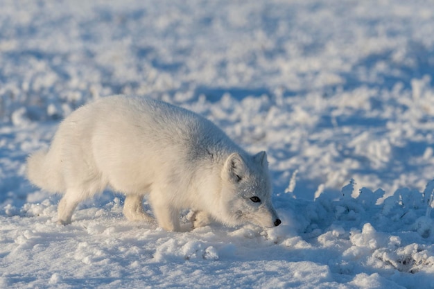 Wild arctic fox Vulpes Lagopus in tundra in winter time White arctic fox