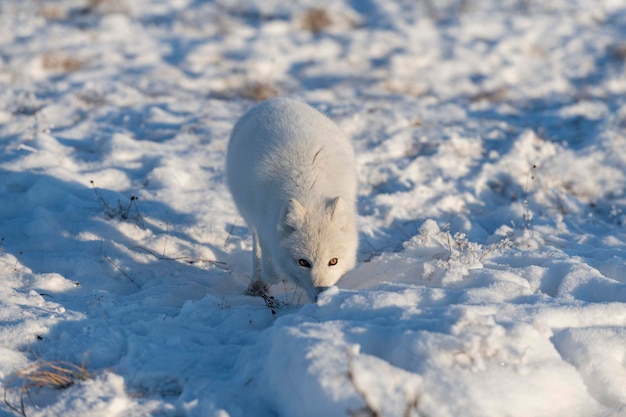 Wild arctic fox Vulpes Lagopus in tundra in winter time White arctic fox