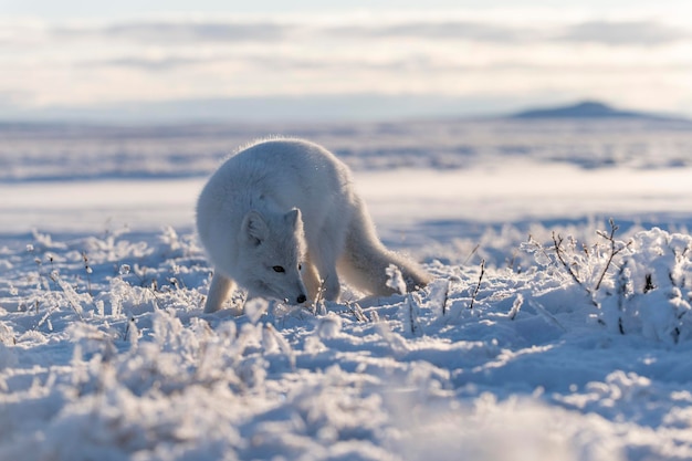 Wild arctic fox Vulpes Lagopus in tundra in winter time White arctic fox