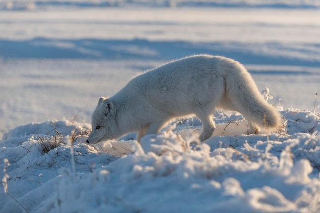 Wild arctic fox Vulpes Lagopus in tundra in winter time White arctic fox