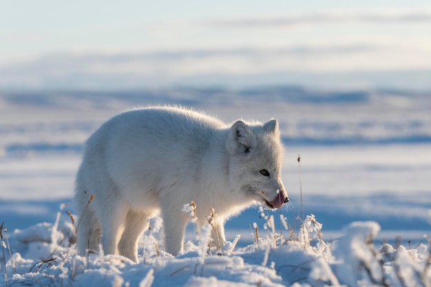 Wild arctic fox Vulpes Lagopus in tundra in winter time White arctic fox