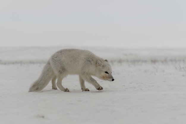 Photo wild arctic fox (vulpes lagopus) in tundra in winter time.