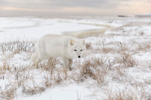 Wild arctic fox (Vulpes Lagopus) in tundra in winter time.