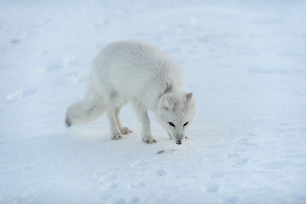 Wild arctic fox with plastic on his neck in winter tundra Ecology problem Plastic pollution