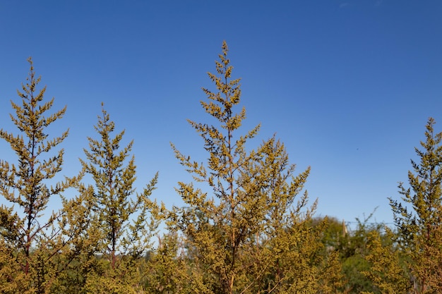 Wild artemisia annua plants in the mountains