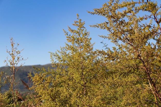 Wild artemisia annua plants in the mountains