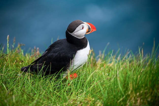 Wild Atlantic puffin seabird in the auk family.