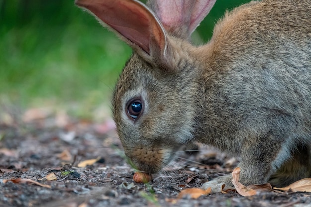 wild baby hare cute bunnies wild animal