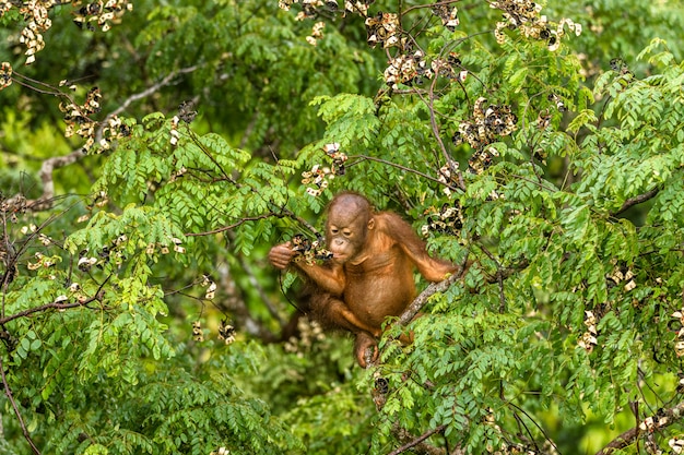 Wild Baby Orangutan Eating Red Berries in The Forest Of Borneo Malaysia