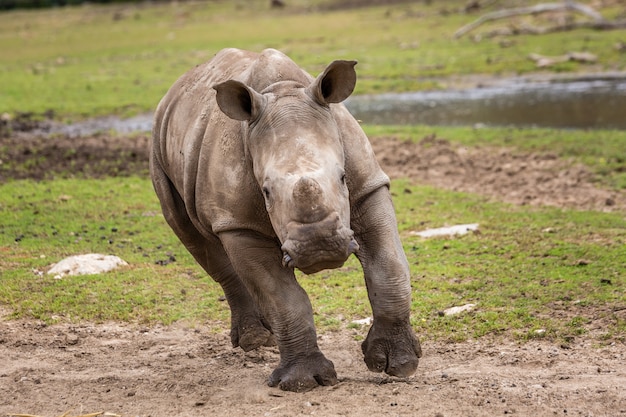 Wild baby rhinoceros