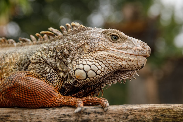 Wild and beautiful Iguana sitting on the piece of wood