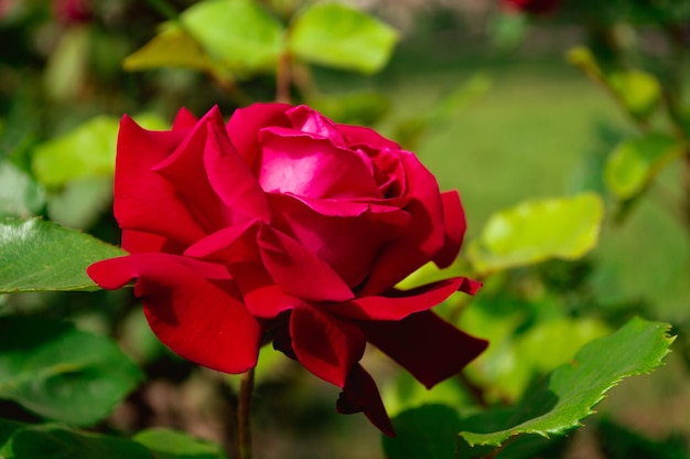 Wild beautiful red rose closeup Rose Background