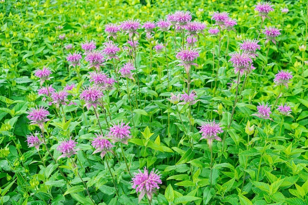 wild bergamot Monarda fistulosa blooming with green leaves background