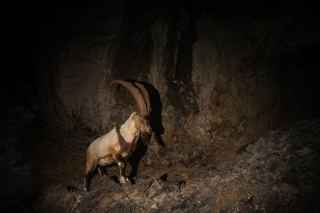 Wild bezoar goat in the nature habitat Bezoar ibex Capra aegagrus