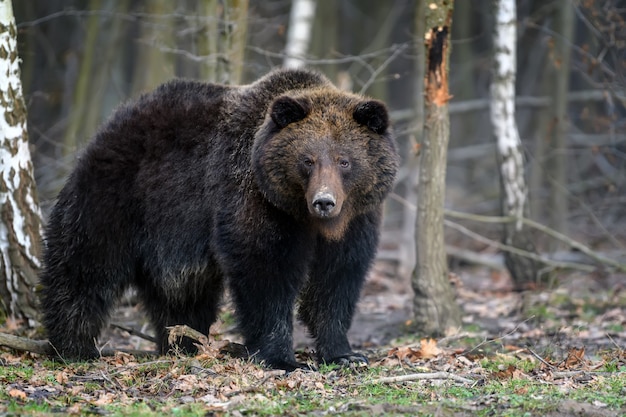 wild big brown bear portrait in forest. Danger animal in nature habitat.