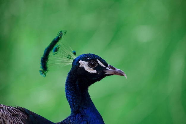 Wild bird Portrait of a bright peacock on a blurred background