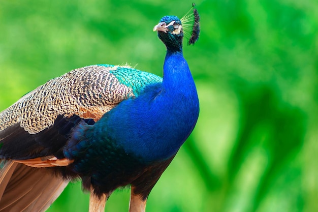 Wild bird Portrait of a bright peacock on a blurred background