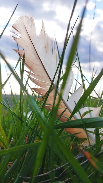 Wild bird's feather in a green grass