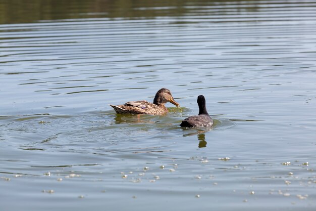 Wild birds ducks in their natural habitat, waterfowl in the wild, wild ducks in spring or summer in europe