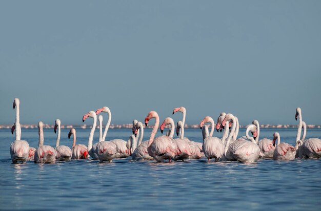 Wild birds Group birds of pink african flamingos walking around the blue lagoon on a sunny