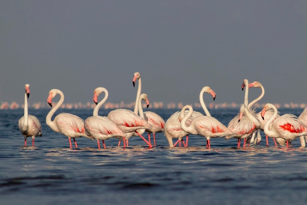 Wild birds Group birds of white african flamingos walking around the blue lagoon on a sunny day