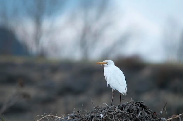 Wild birds in the middle of their natural world and in freedom.