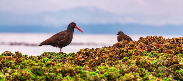 Wild birds at a rocky shore of port hardy in vancouver island british columbia canada