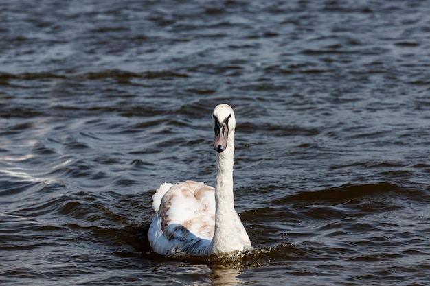 Wild birds swimming swans in the water of the lake or river, swans floating on the lake, beautiful waterfowl swans in the water