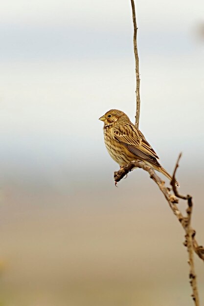 Wild birds in their natural environment birds in freedom