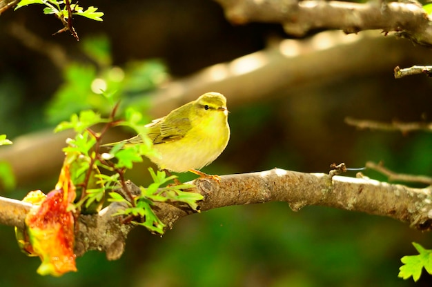 Wild birds in their natural environment birds in freedom