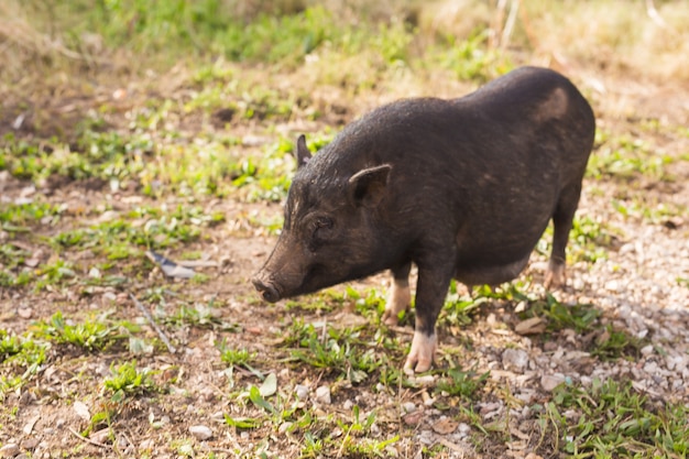 Wild black boar or pig walking on meadow. Wildlife in natural habitat,