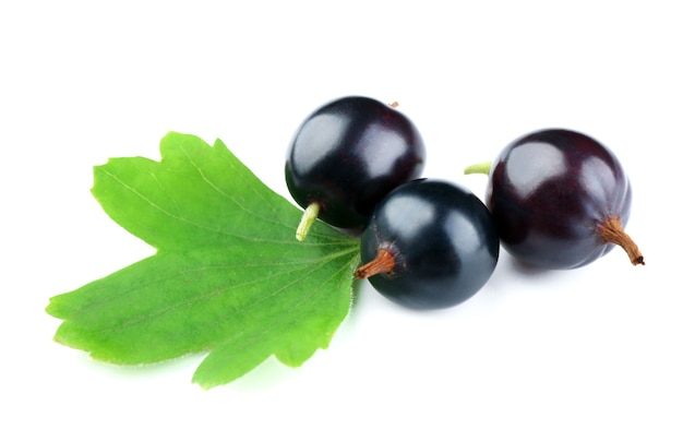 Wild black currant with green leaf isolated on white