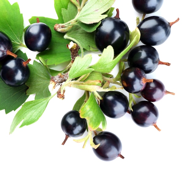 Wild black currant with green leaves isolated on white