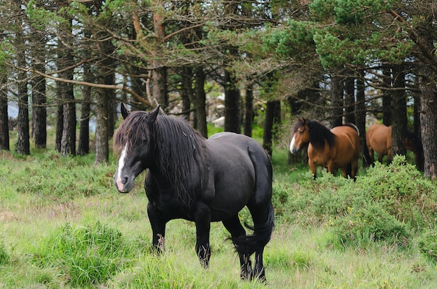 Wild black male horse accompanied by his group of mares and foals Wild horses in forest with pine trees