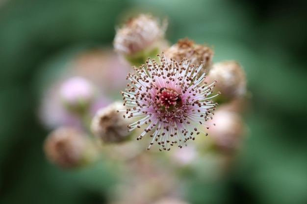 Wild blackberry flower Pink flower