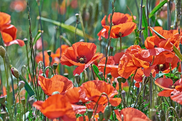 Wild blooming poppy flowers in natural meadow