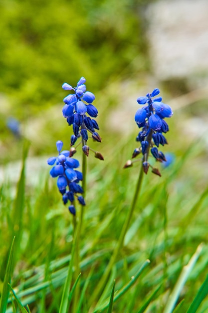 Wild blue flowers growing in the mountains.