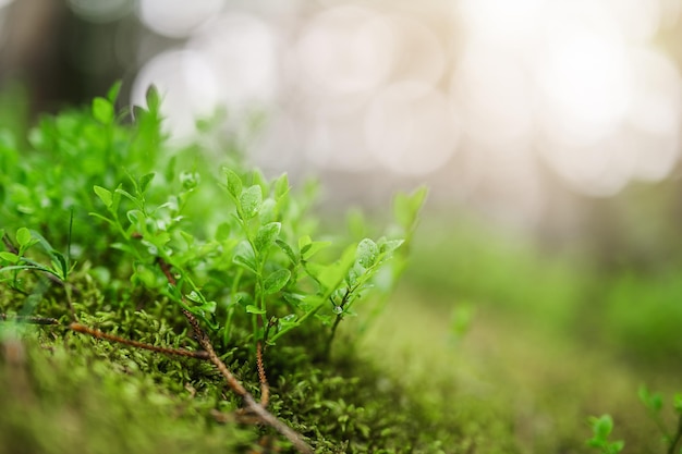 Wild Blueberries Vaccinium myrtillus growing in a lush and summery boreal forest of Ukraine