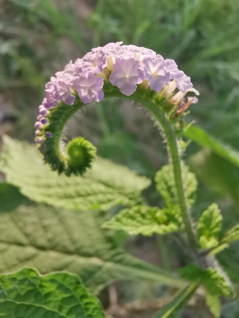 Wild bluecolored tiny Heliotropium indicum flower