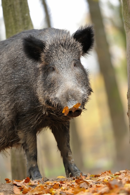 Wild boar in autumn forest