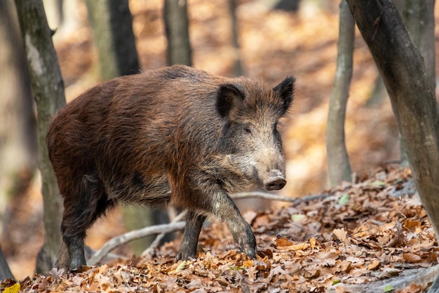 Wild boar on the background of the autumn forest Photo of wild nature