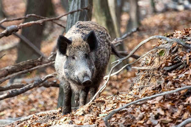 Wild boar on the background of the autumn forest Photo of wild nature