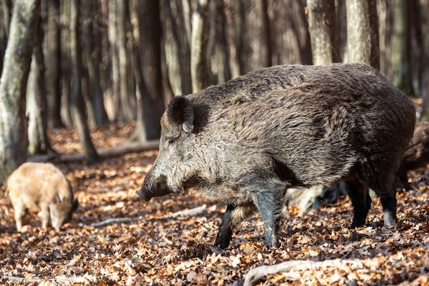 Wild boar on the background of the autumn forest Photo of wild nature