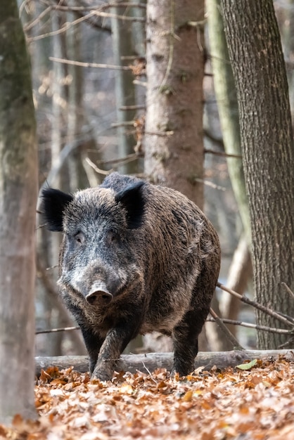 Wild boar close up in the autumn forest