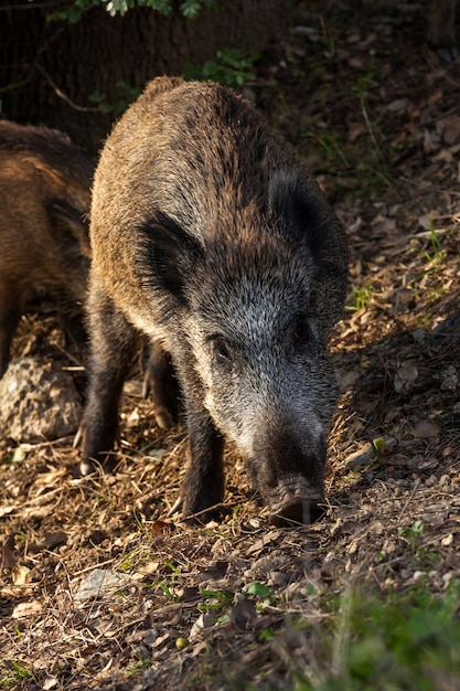 Wild boar eat acorns under the oak trees